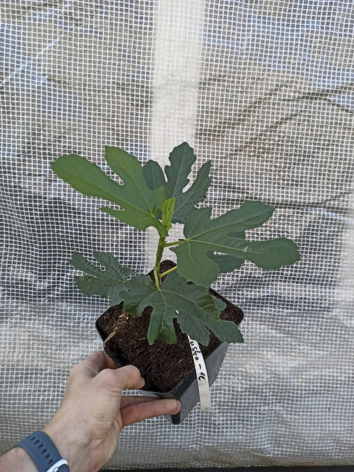 Ficus carica “Michurinska-10” – beste Feigensorte aus Bulgarien 15 Ficus carica “Michurinska-10” – beste Feigensorte aus Bulgarien – Bild 15