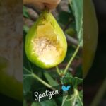 Feigenbaum vor Spatzen schützen - Tipps für den Feigengarten