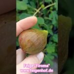 Feige Firoma pflanzen und pflegen - Winterharte Sorte
