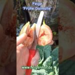 Feige Frühe Dalmatie - Pflege, Ernte & Anbau im Garten