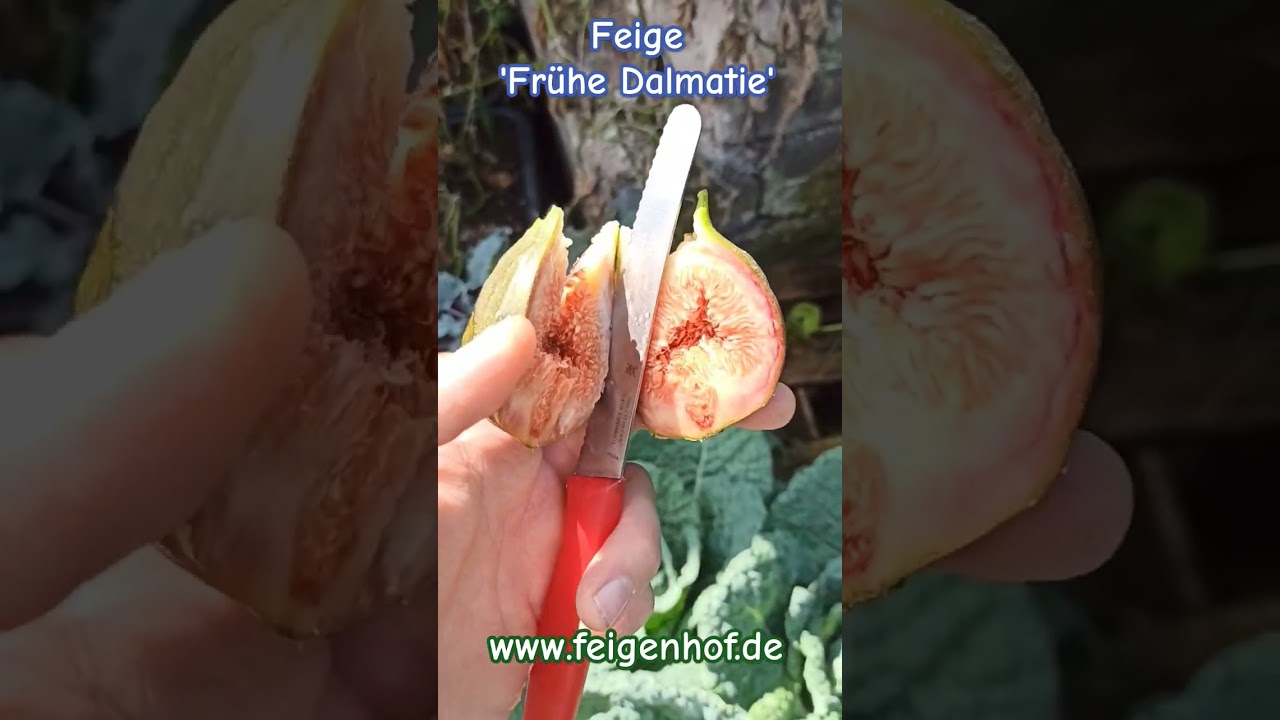 Feige Frühe Dalmatie - Pflege, Ernte & Anbau im Garten 1 maxresdefault 4