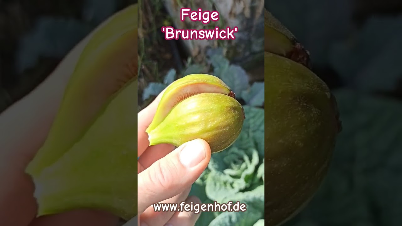 Feige Brunswick anbauen: Pflege & Ernte der robusten Sorte 1 maxresdefault 5
