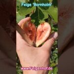 Feigenbaum aus Samen ziehen - Update Juni 2022 2 Feige Bornholm pflanzen und pflegen - Winterharte Sorte