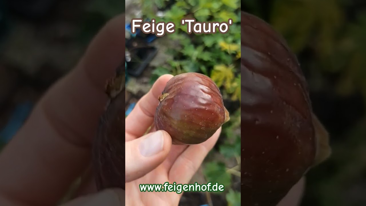 Ficus carica “Tauro" 1 Ficus carica “Tauro"