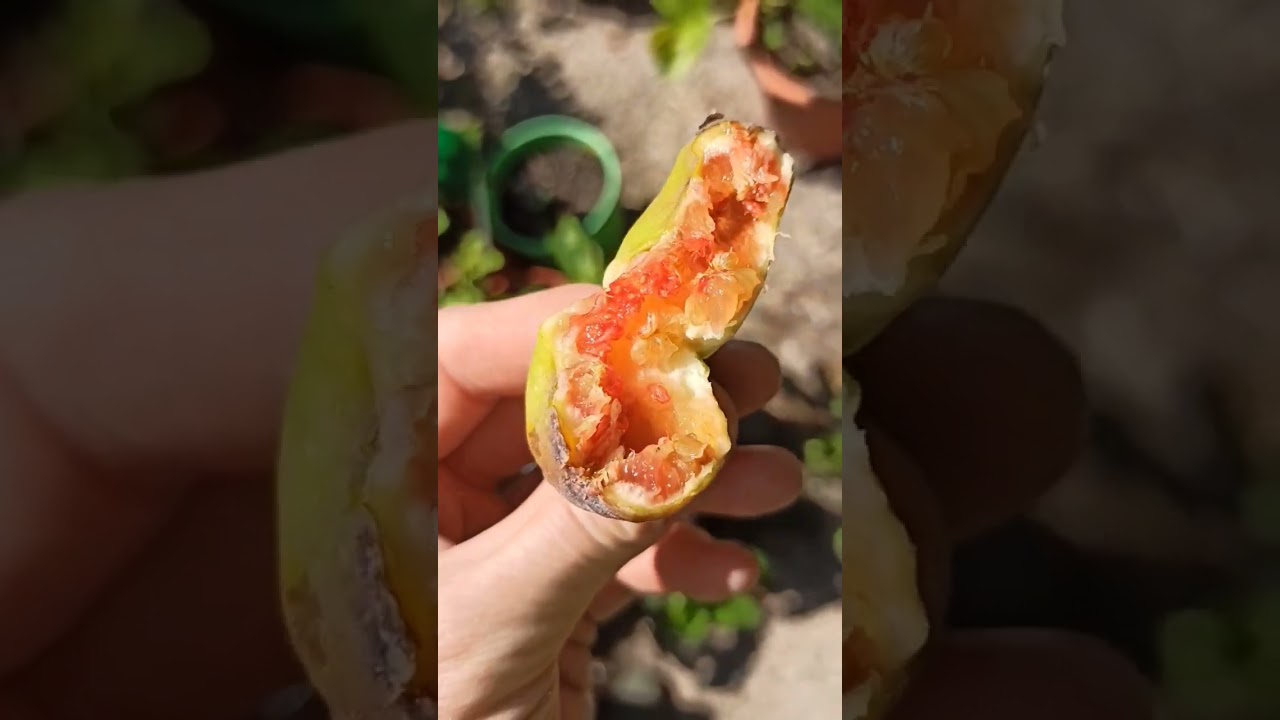 Feige Izmir pflegen und ernten - Ficus carica Ratgeber 1 maxresdefault 2