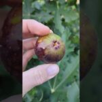 Ficus carica Ice Crystal - Winterharte Feige für den Garten