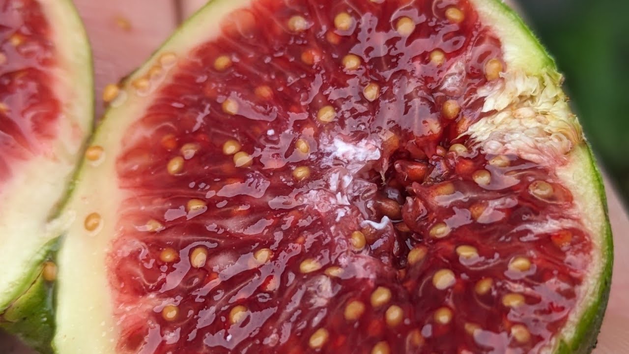 Ficus carica “Settimo” 1 Wann Muss Der Feigenbaum Rein? – Www.feigenhof.de