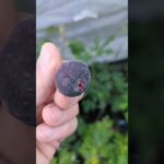 Ficus carica Amacord - Feige pflanzen und pflegen 4 Punjab-Feige (Ficus palmata): Pflege & Anbau-Tipps