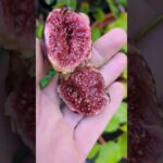 Ficus carica Bornholm - Winterharte Feige für den Garten