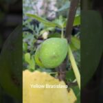Feigensorten kaufen - Die besten Feigenbäume für Garten