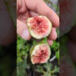 Feige Pedro kaufen - Winterharte Biferfeige für Garten