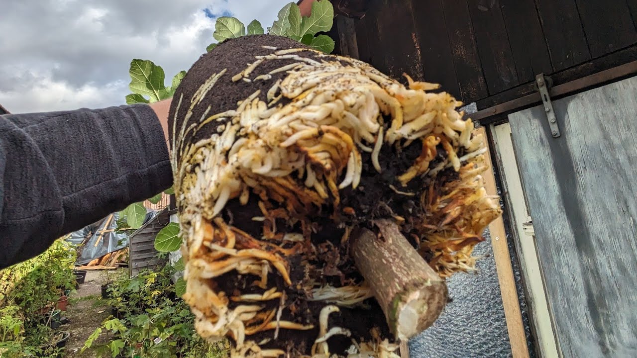 Warum Feigen Abmoosen Genial Ist – Www.feigenhof.de #feigen #feigenvermehren