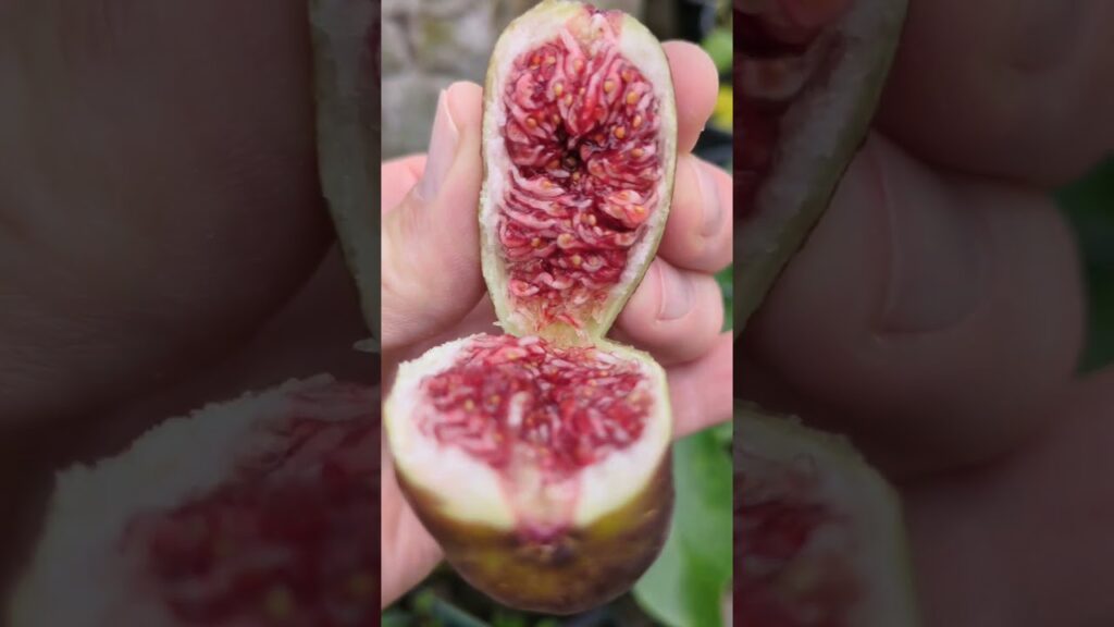 Ficus Carica „ravin De Calce“ #ficusscarica #feigenpflege #feigen #feigenernte #feigengarten