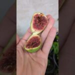 Ficus Carica ‚emerald Strawberry‘ #feigenpflege #ficusscarica #feigen #feigenbaum #feigenernte