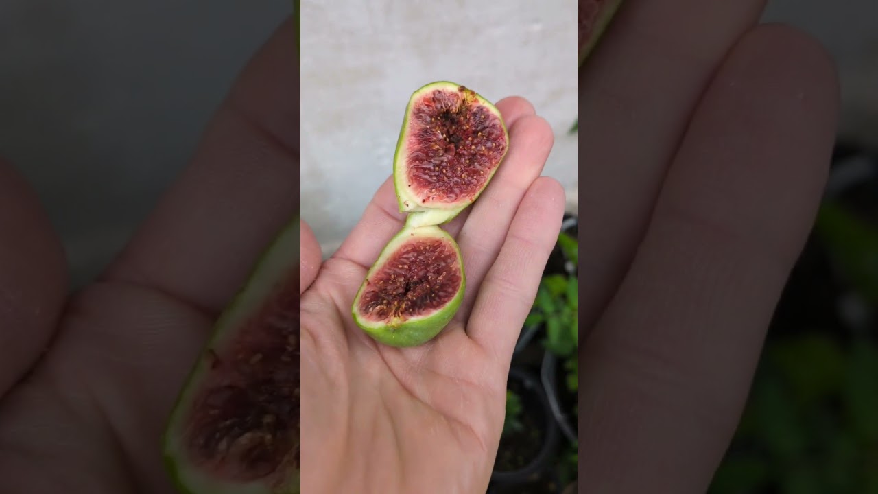 Ficus Carica ‚emerald Strawberry‘ #feigenpflege #ficusscarica #feigen #feigenbaum #feigenernte