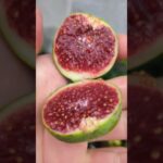 Ficus Carica „settimo“ #ficusscarica #feigenernte #feigen #feigenpflege
