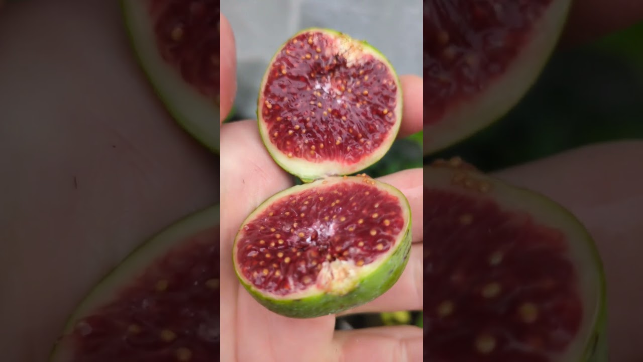 Ficus Carica „settimo“ #ficusscarica #feigenernte #feigen #feigenpflege