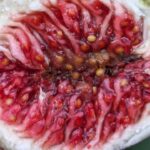 Feige Francesca: Pflege, Ernte & Besonderheiten 3 Unterschätze Diese Feige Nicht – Ficus Carica „ice Crystal“ – Www.feigenhof.de