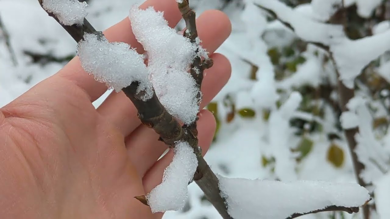Feigen vor Spätfrost schützen - April Wetter 2024 Tipps 1 Feigen Im Schnee
