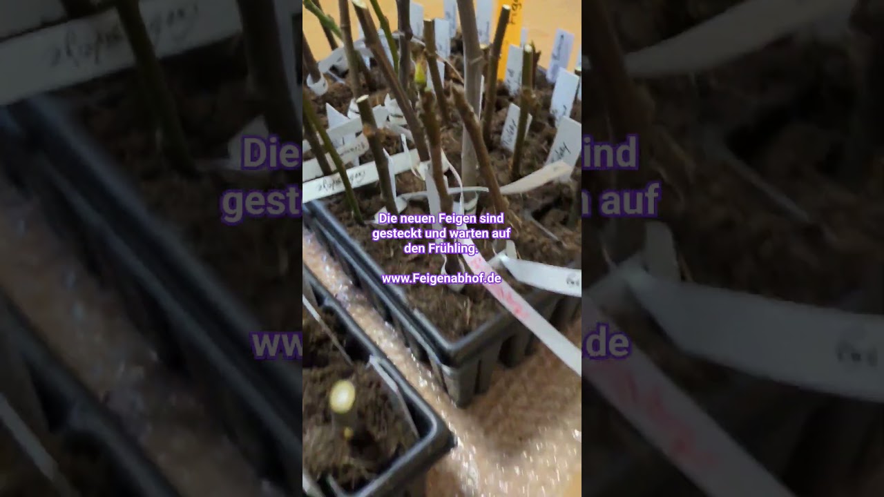 Feigen überwintern: Neue Feigenbäume für den Frühling 1 Die Neuen Feigen Warten Auf Den Frühling 🥳 #feigen #feigenbaum #feigenernte #feigengarten #feige