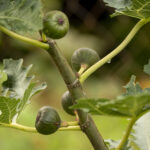 Feigenbaum pflanzen: Vollständiger Guide für Garten & Kübel