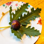 Ice Crystal Feige - Winterharte Ficus carica mit gezackten