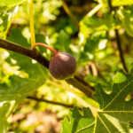 Feigenbaum im Garten - Tipps für Anbau & Pflege 4 Feigenbaum trägt keine Früchte? 7 Ursachen & Lösungen