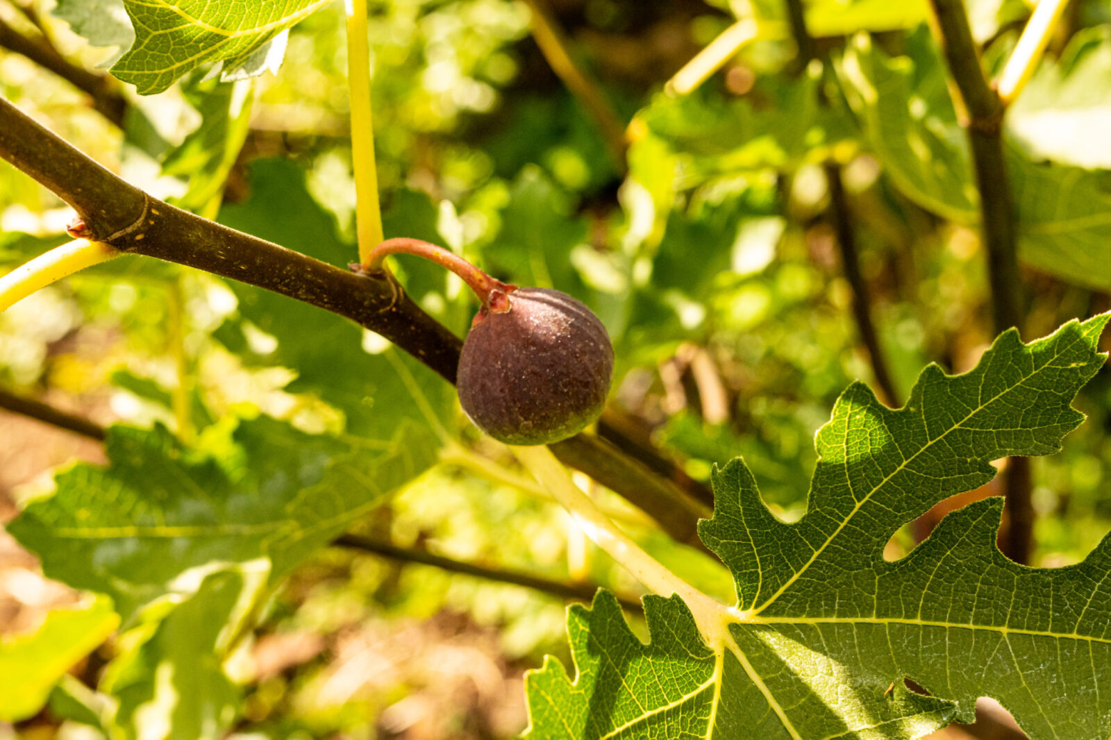 Feigenbaum trägt keine Früchte? 7 Ursachen & Lösungen 1 BVO 5023 2048x1365 1