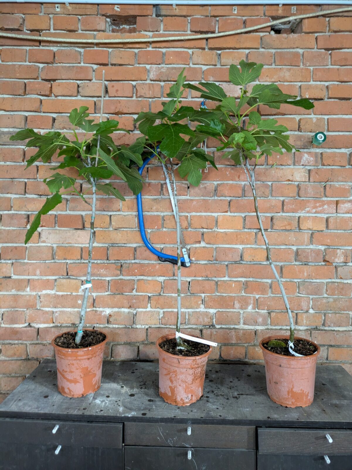 Ficus carica “Michurinska-10” – beste Feigensorte aus Bulgarien 2 Pxl 20250603 171256991