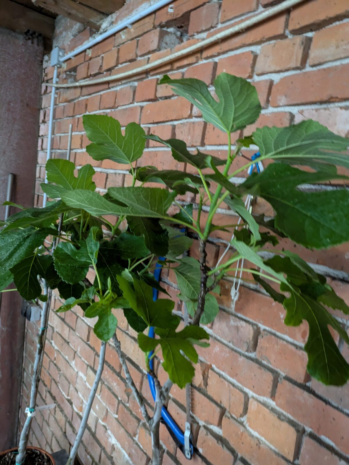 Ficus carica “Michurinska-10” – beste Feigensorte aus Bulgarien 5 Pxl 20250603 171305067