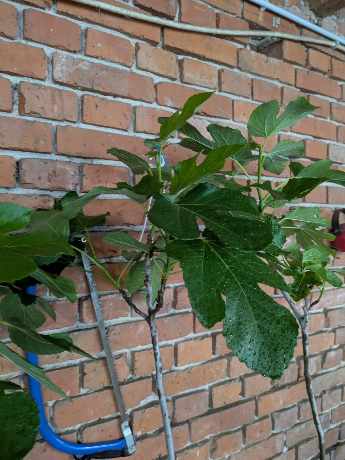 Ficus carica “Michurinska-10” – beste Feigensorte aus Bulgarien 6 Pxl 20250603 171308163