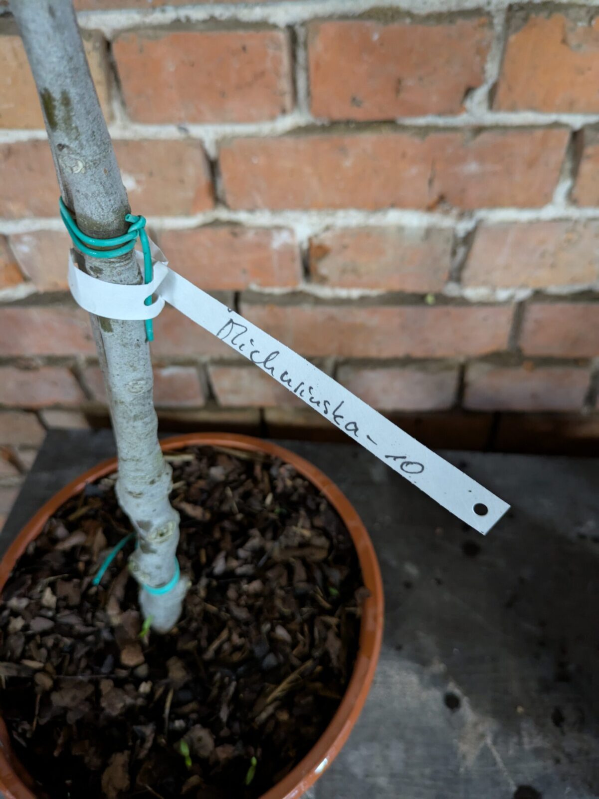 Ficus carica “Michurinska-10” – beste Feigensorte aus Bulgarien 8 Pxl 20250603 171320279