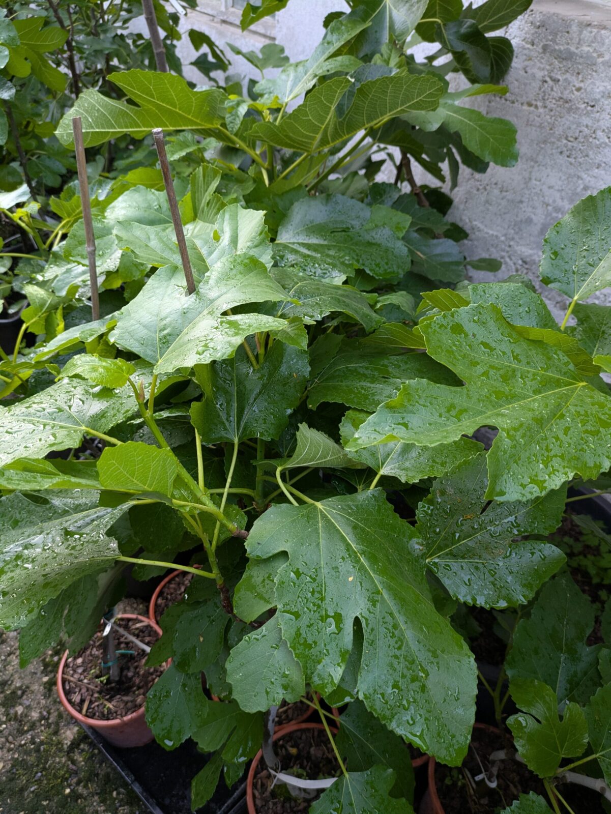 Ficus carica “Michurinska-10” – beste Feigensorte aus Bulgarien 9 Pxl 20250603 171351666