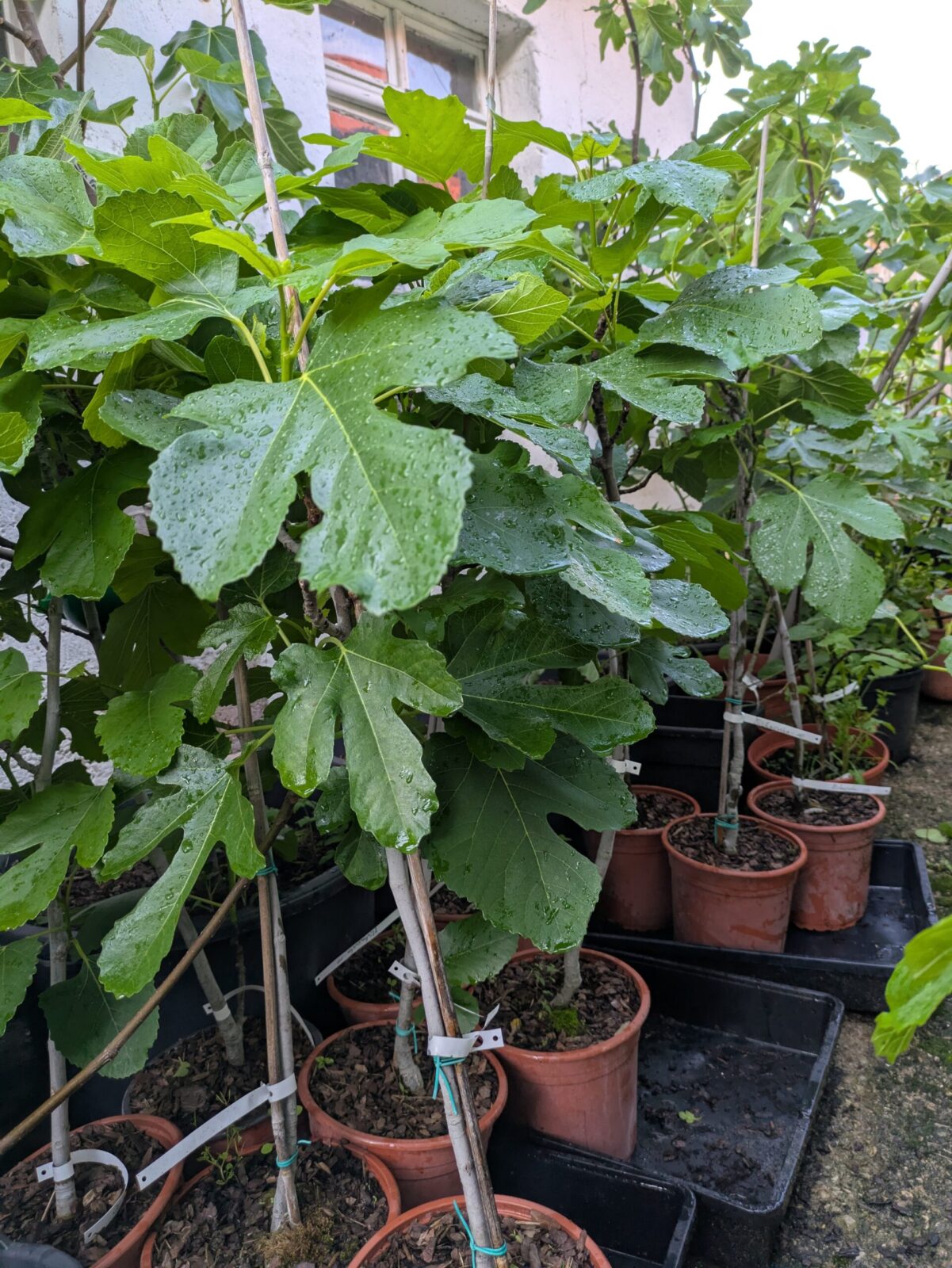 Ficus carica “Michurinska-10” – beste Feigensorte aus Bulgarien 4 Pxl 20250603 171431697