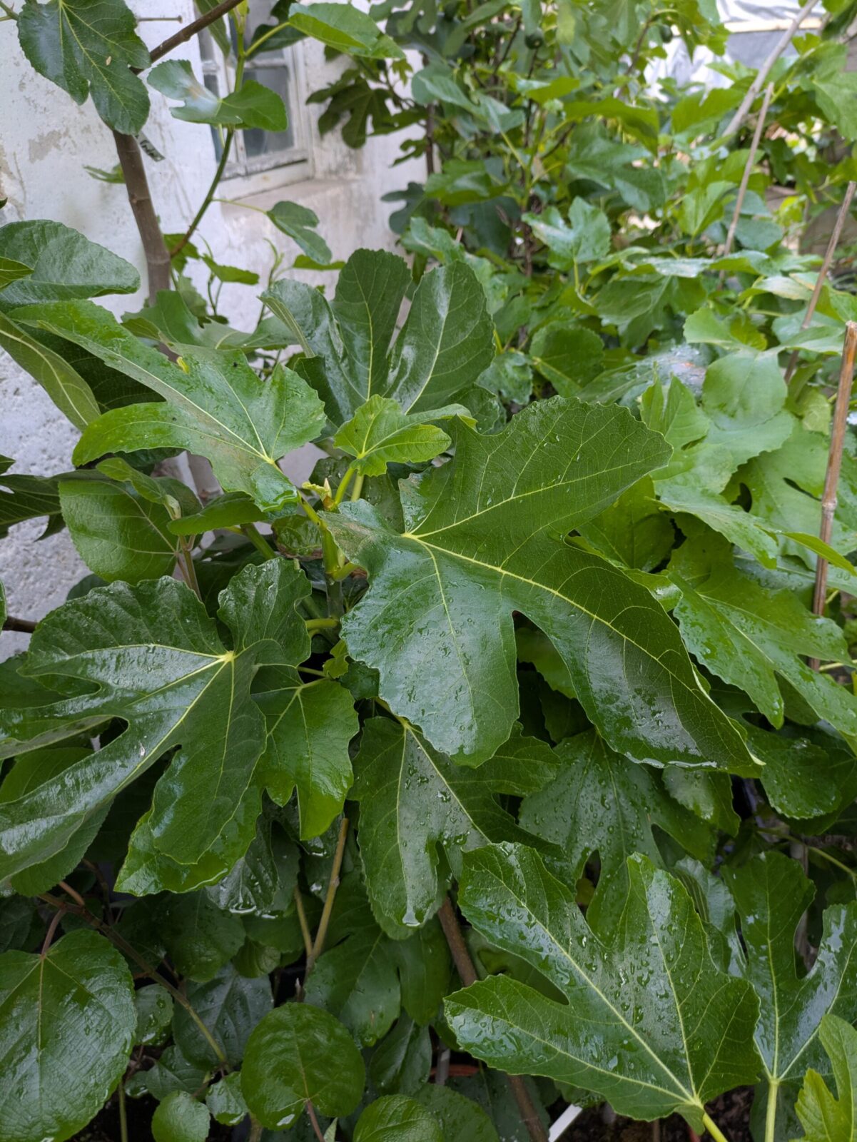 Ficus carica “Michurinska-10” – beste Feigensorte aus Bulgarien 3 Pxl 20250603 171435435