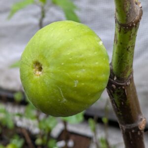 Ficus carica ‘Turkish Gold’