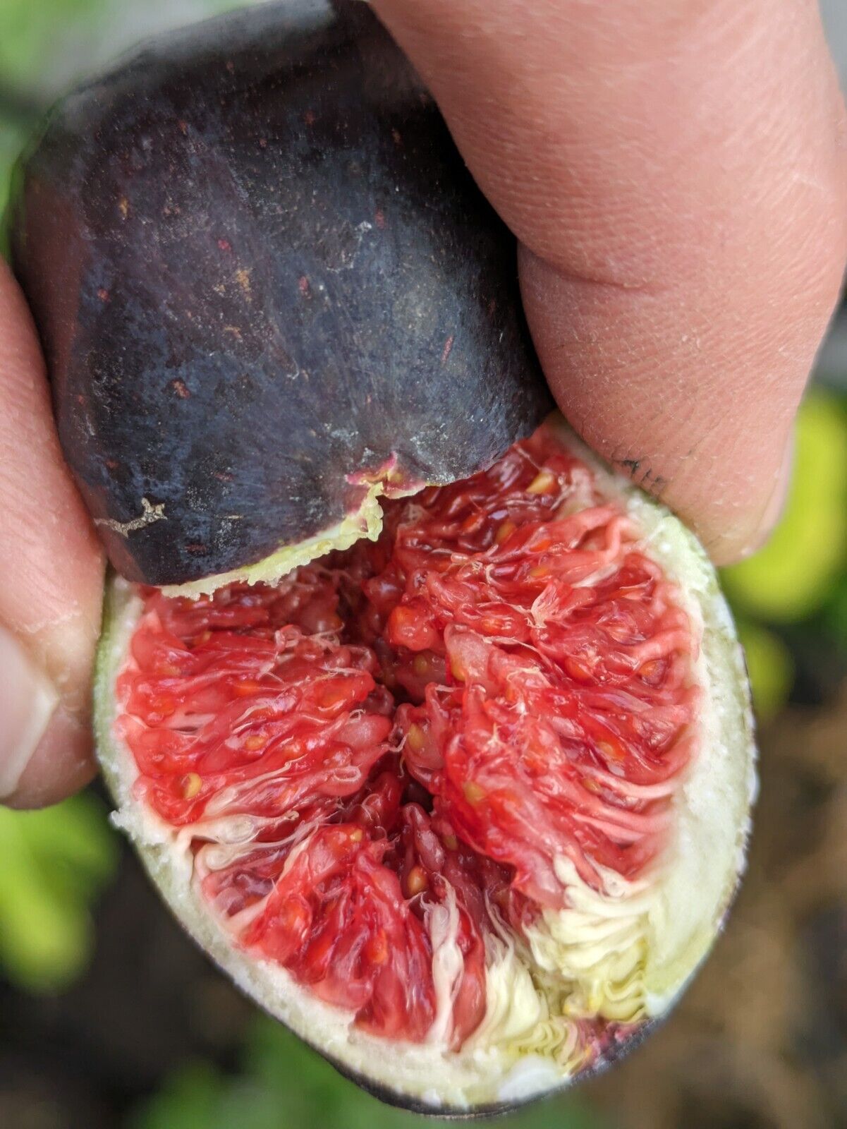 Ficus carica Black Donov