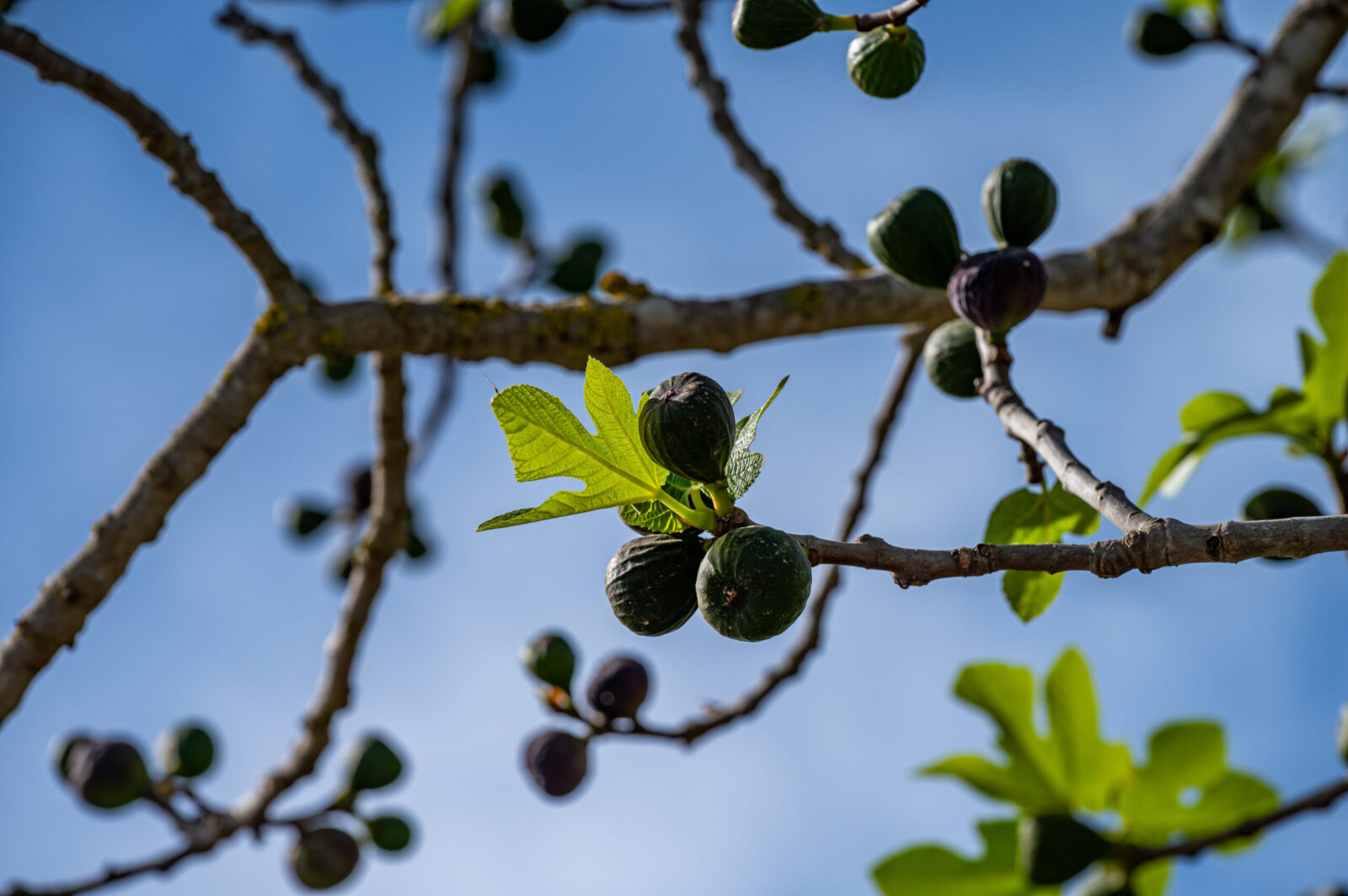 Feigenbaum pflanzen im Frühjahr: Der perfekte Zeitpunkt 1 Bvo 3294