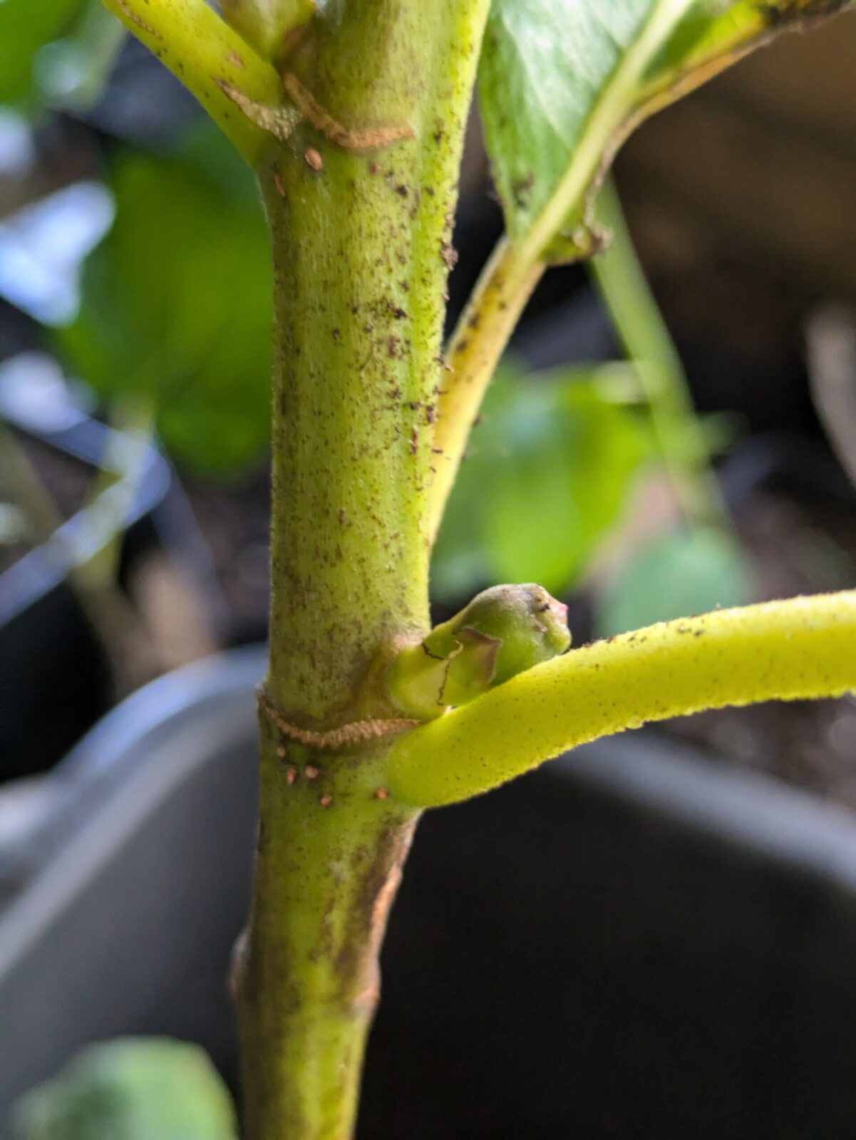 Ficus carica “Tauro" 5 Pxl 20240618 071257564.mp