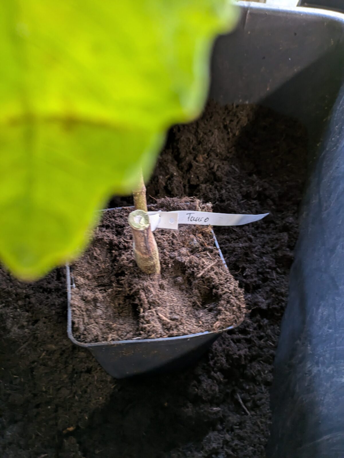 Ficus carica “Tauro" 4 Pxl 20240618 071301716.mp