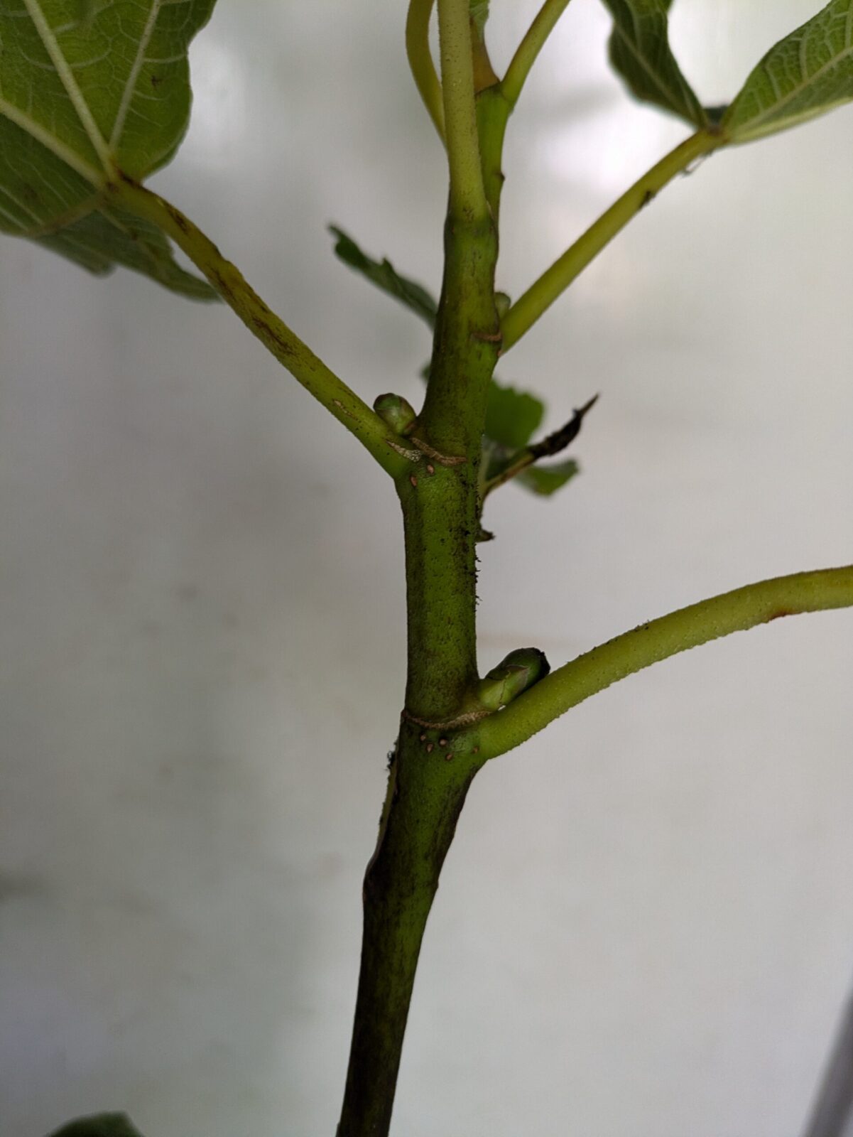 Ficus carica “Tauro" 2 Pxl 20240618 071323237.mp