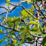 Feige Capitelle: Robuste graue Feigensorte aus Frankreich