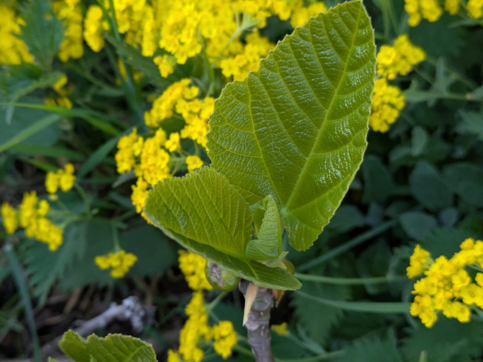 Ficus carica “Ceretto” 7 Ficus carica “Ceretto” – Bild 7