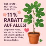 Muttertagsgeschenk Feigenbaum - 11% Rabatt nur heute!