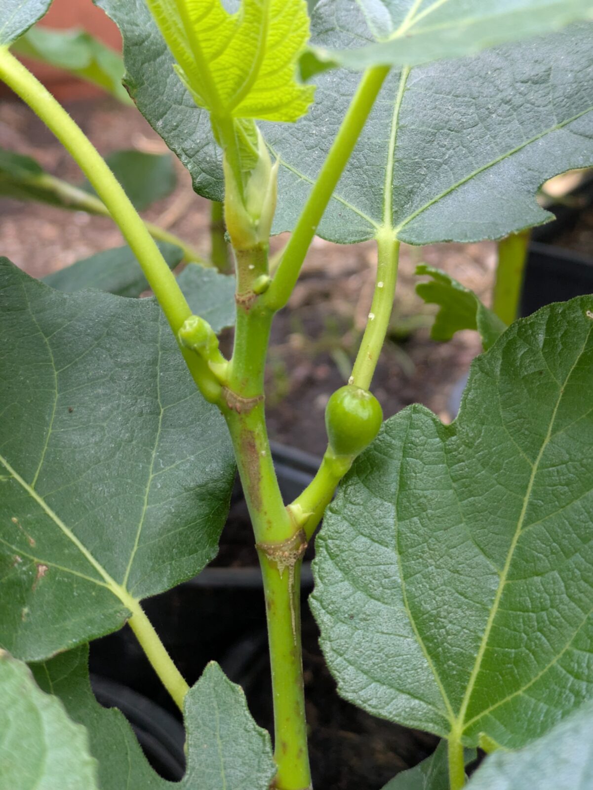 Ficus carica “Michurinska-10” – beste Feigensorte aus Bulgarien 20 Pxl 20250626 064554940