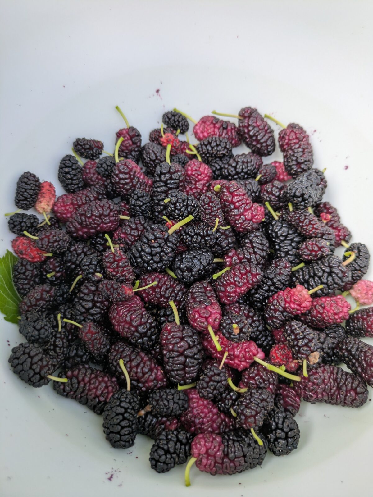 Maulbeeren gesund: 7 wissenschaftlich belegte Vorteile 1 Frisch geerntete maulbeeren in schale