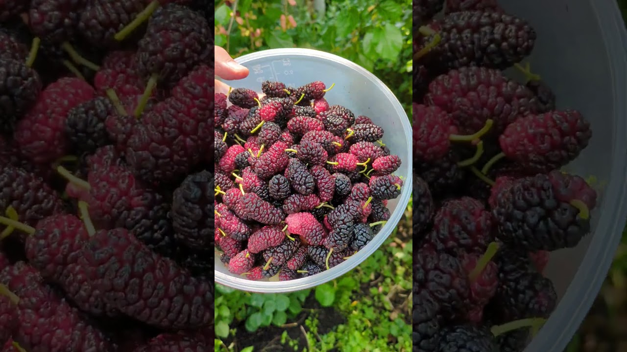 Maulbeeren ernten im Juni - Tipps für die perfekte Ernte 1 Maulbeeren ernte heute 16.06.2025