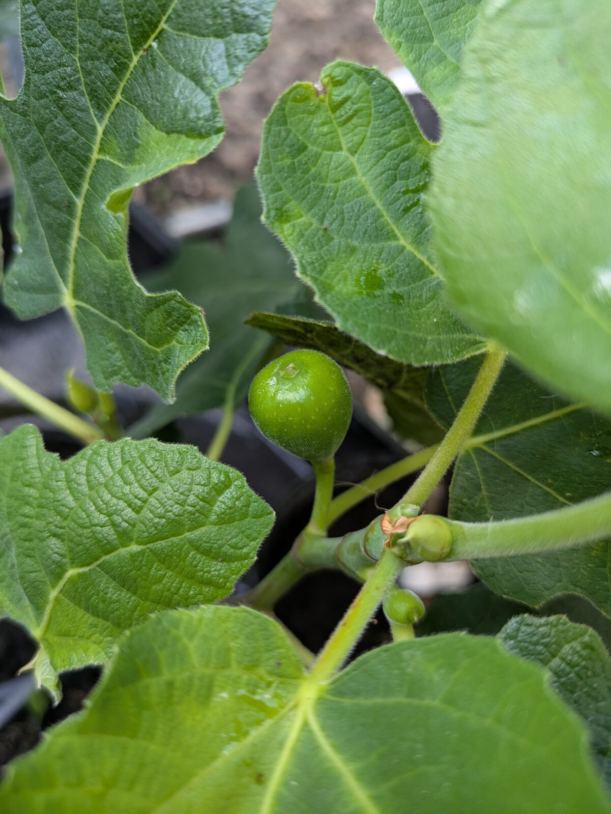 Ficus carica 'Hardy Chicago' 2 Ficus carica Hardy Chicago