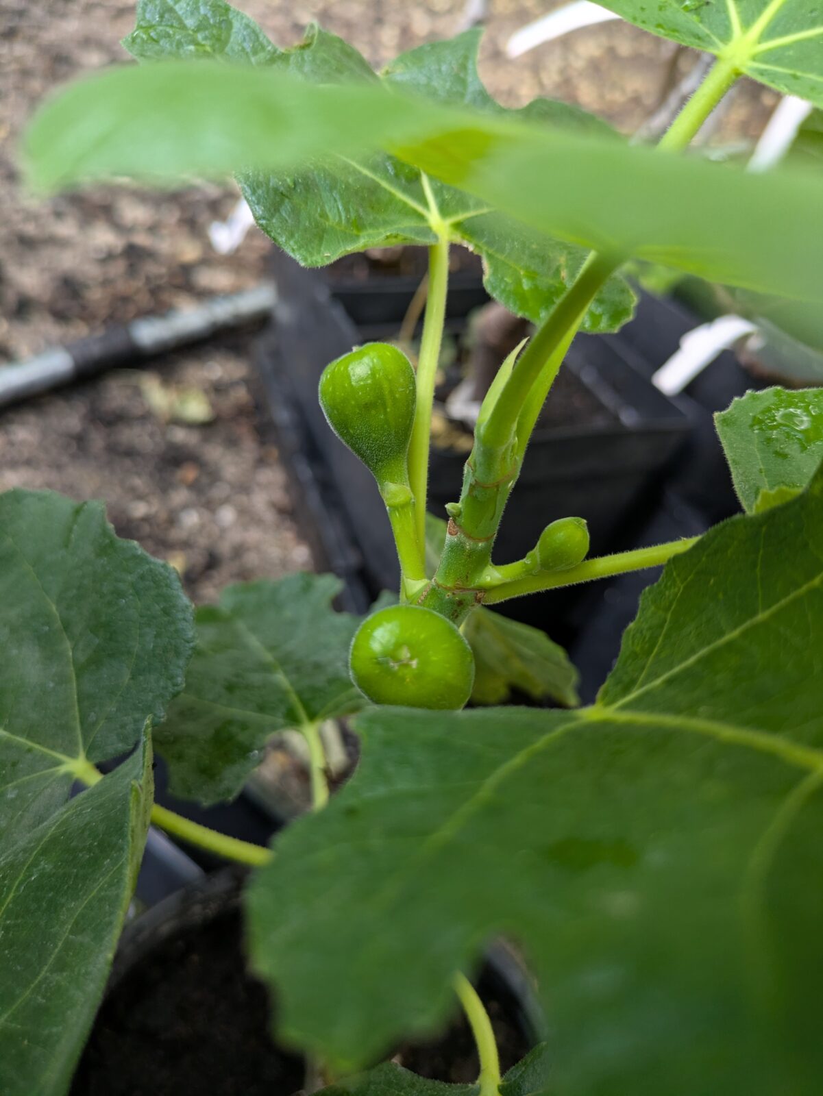 Ficus carica 'Hardy Chicago' 3 Ficus carica Hardy Chicago
