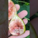 Ficus carica ‚brown turkey‘ www.feigenhof.de #feige